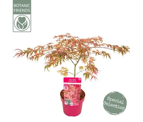 Acer Palmatum Shirazz Ø 19 cm H 55 cm