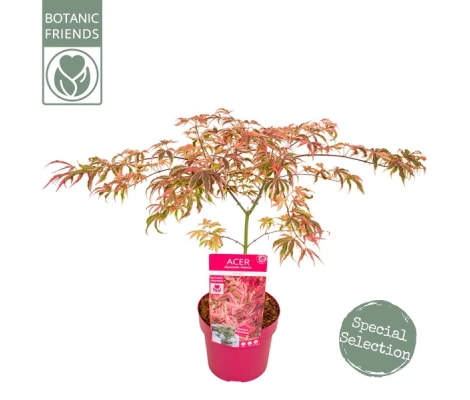 Acer Palmatum Shirazz Ø 19 cm H 55 cm