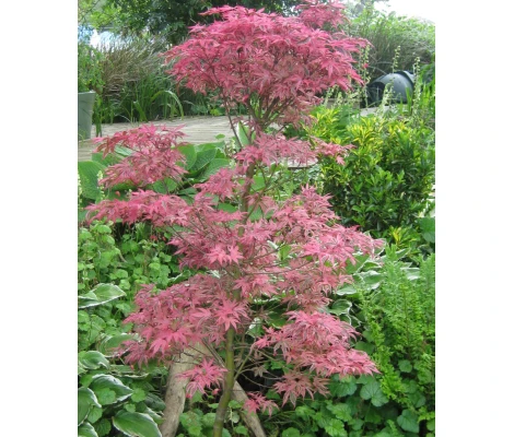 Acer Palmatum Shirazz Ø 19 cm H 55 cm