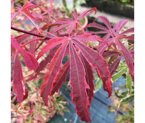 Acer Palmatum Shirazz Ø 19 cm H 55 cm
